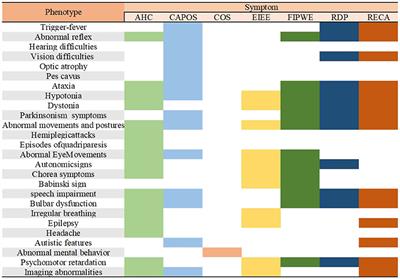 Molecular and clinical characteristics of ATP1A3-related diseases